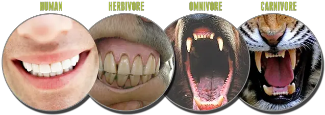 Is Vegetarianism Unnatural U2014 Steemit Do Humans Have Canine Teeth Png Sharp Teeth Png