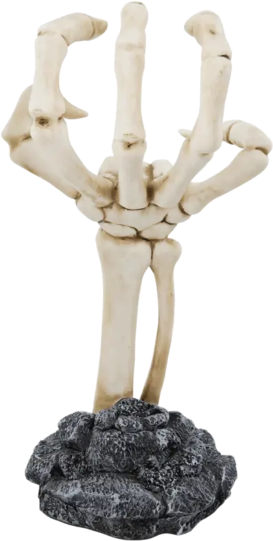 Human Skeleton Body Anatomy Human Body Png Skeleton Hand Png
