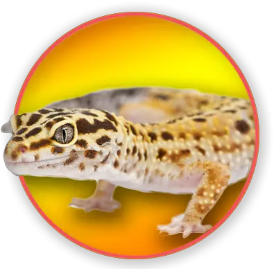 Download Common Leopard Gecko Leopard Gecko Png Leopard Gecko Png