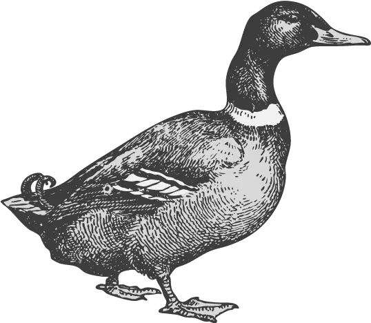 Home Janebarleycorn Domestic Duck Png Vintage Wide Globe Icon