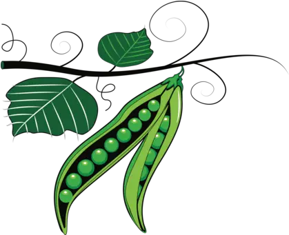 Download Peas Drawing Green Bean Png Peas Clipart Pea Png