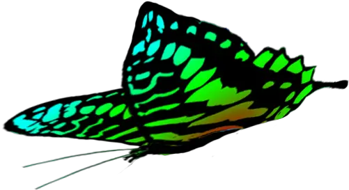 Butterfly Clipart Green Butterfly Png Drawing Fly Clipart Png