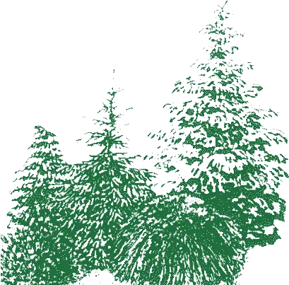 Edwin Smits Conifers Boreal Conifer Png Pocahontas Gif Icon