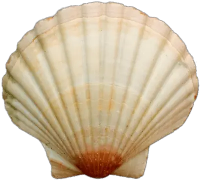 Sea Shell Transparent Png Sea Shell Png Sea Shell Png