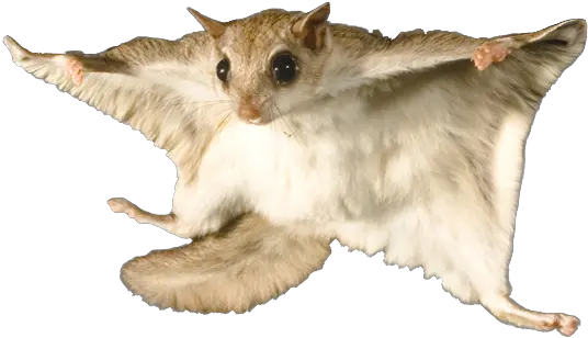 Flying Squirrel With No Background Png Red Data Book Animal Squirrel Transparent Background