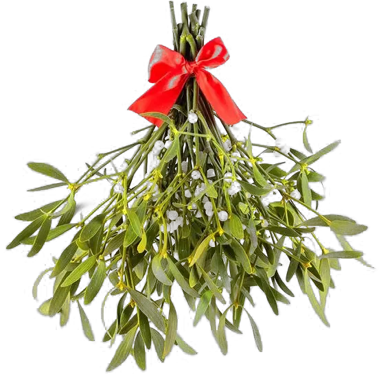 Mistletoe Png Transparent Images Mistle Toe Real Png