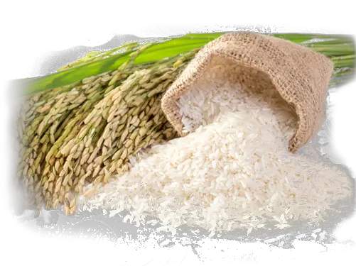 Buy Organic Rice Online Organic Rice Png Rice Png