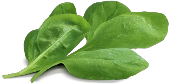 Spinach Png Baby Spinach Png Laurel Leaves Png
