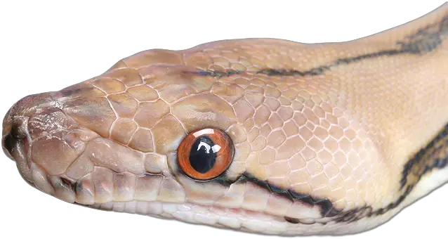 Snake Png Photo Snake Head Transparent Snake Eye Png