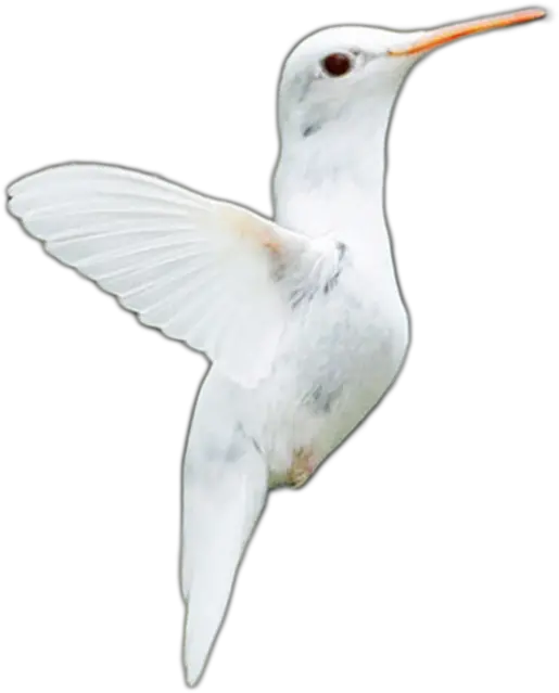 Albino And Png 7 Image Seabird Hummingbird Transparent Background