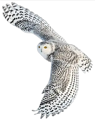 Snow Owl Transparent Png Clipart Free Flying White Owl Hd Owl Transparent