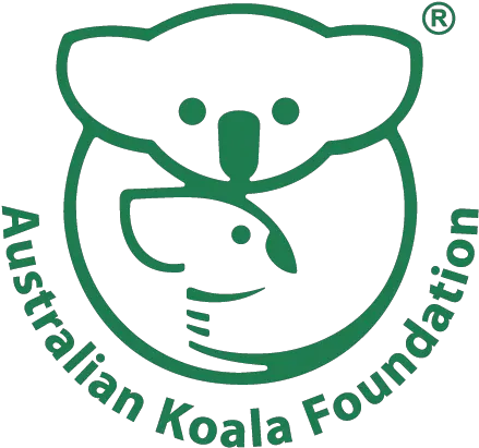 Koala Save The Koala Foundation Png Koala Transparent