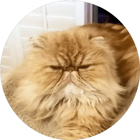 Cat Insurance Plans Pumpkin Soft Png Grumpy Cat Icon