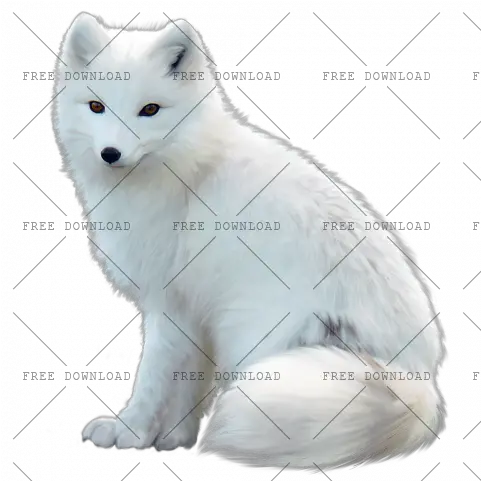 Arctic Fox Png Image With Transparent Arctic Fox White Background Fox Png