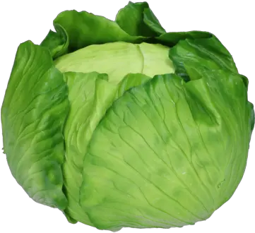 Cabbage Artificial Iceburg Lettuce Png Cabbage Transparent