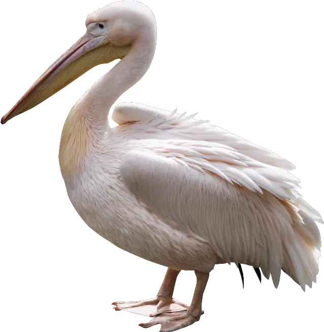 Pelican Png Pelican Png Transparent Pelican Png