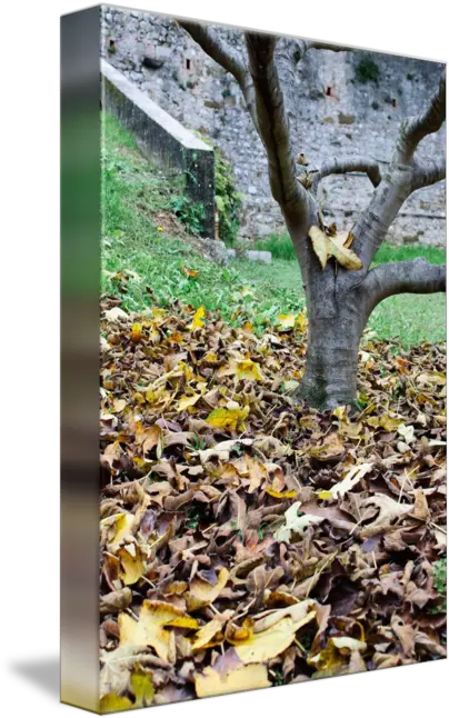 Dead Leaves By Matteo Cozzi Family Png Dead Grass Png
