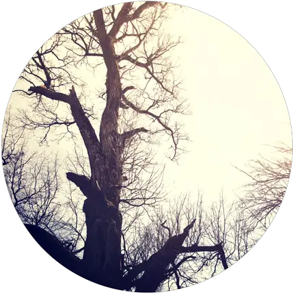 Download Dead Tree Tree Full Size Png Image Pngkit Tree Dead Tree Png