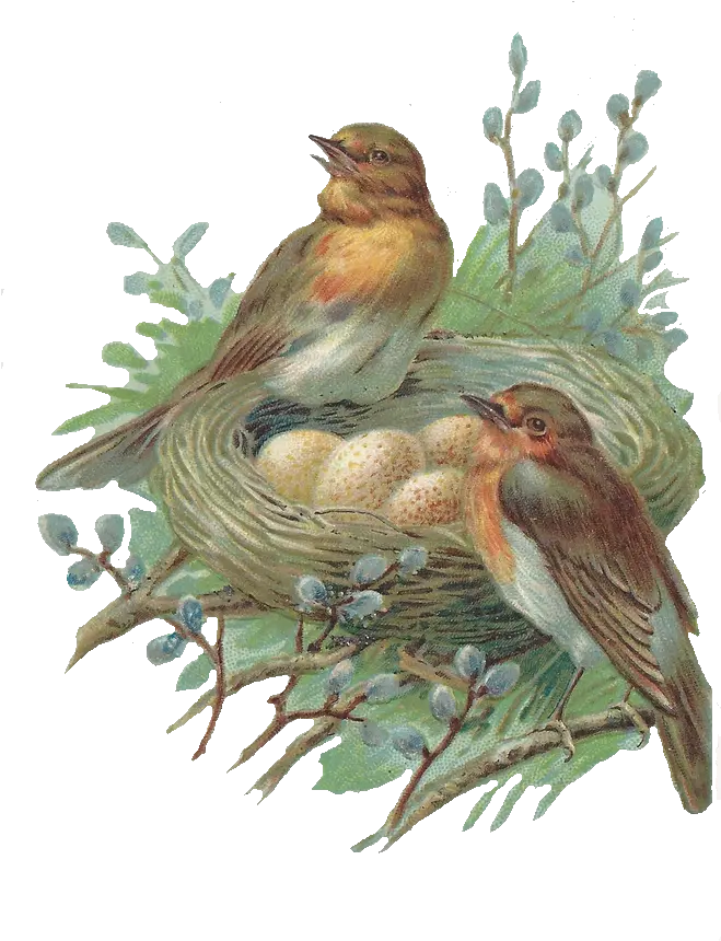 Download Nest Png Image Hq Bird In Nest Png Nest Png