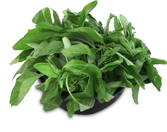 Baby Spinach 150g Houseplant Png Spinach Png