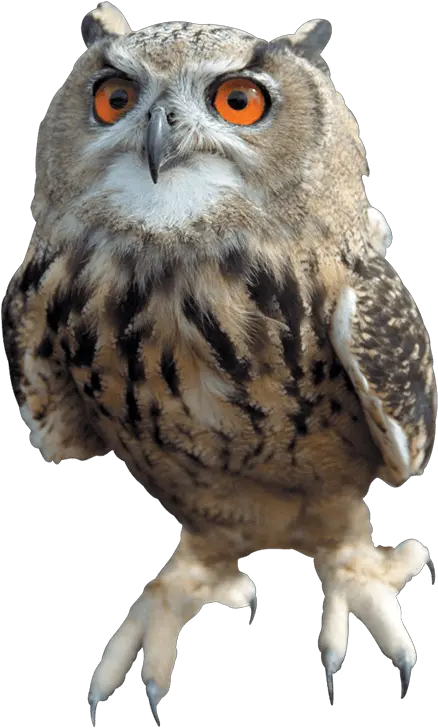 Owl Flying Transparent Png Owls Of Harry Potter Idubbbz Png