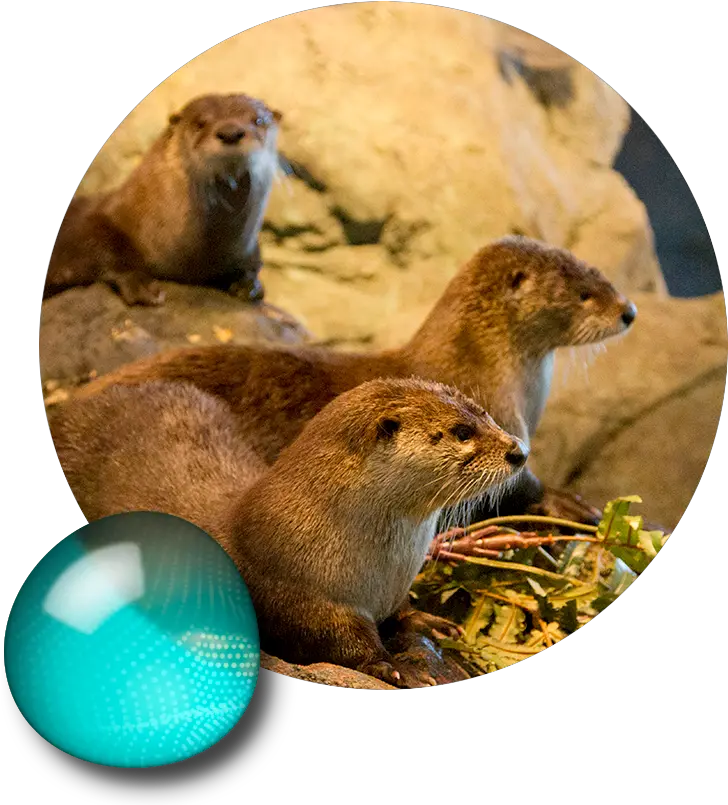 Aquarium Of The Bay Explore Engage Experience San North American River Otter Png Sea Otter Icon