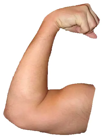 Download Hd Arm Muscle Png Muscles Arm Png Arm Transparent