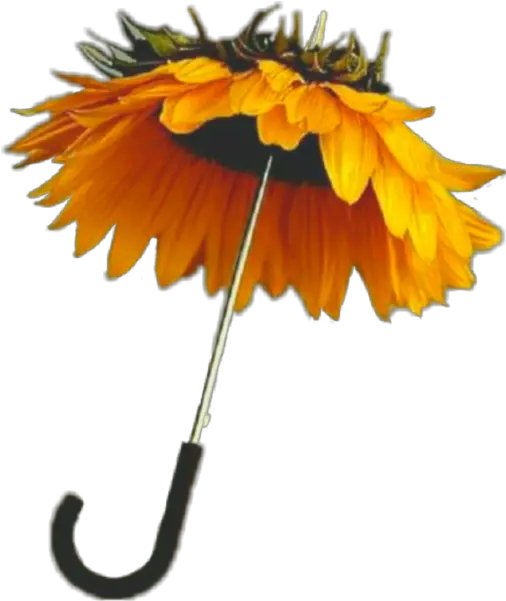 Umbrella Paraguas Girasol Png Umbrella Png