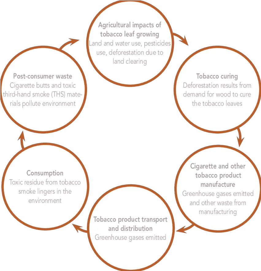 Life Cycle Of Tobacco U2013 From Cultivation To Consumer Waste Life Cycle For Deforestation Png Cigarette Transparent