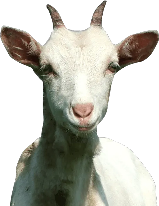 Download Goat Of Rap Hd Png Rap Goat Goat Head Png