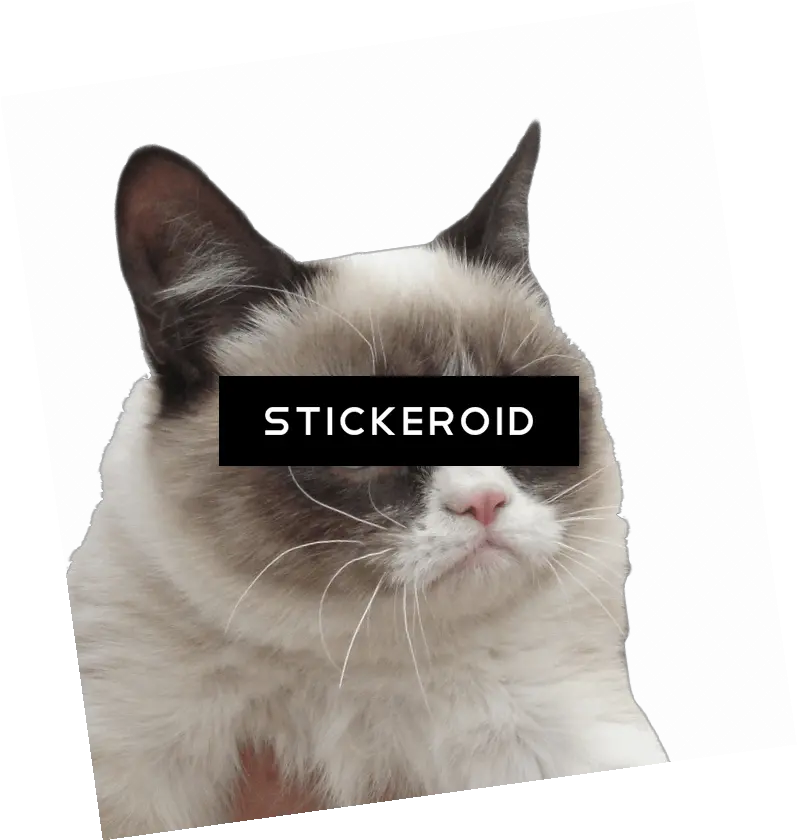 Download Grumpy Cat Asian Png Grumpy Cat Png