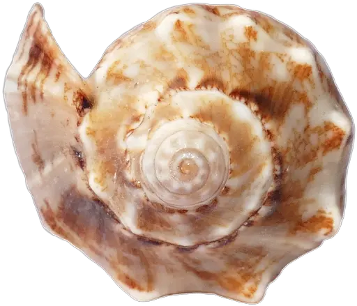 Sea Shells Ocean Free Photo On Pixabay Seashell Png Sea Shell Png