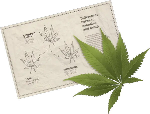 Hemp Versus Cannabis Fern Png Marijuana Plant Png