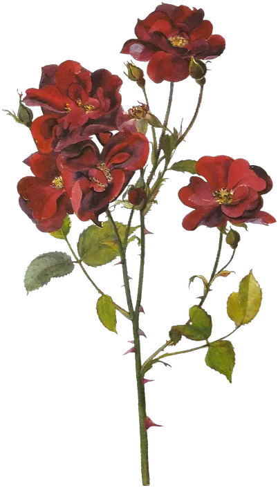 Flores Rosas Rojas Pintura Imagen Gratis En Pixabay Red Botanical Flowers Png Rosas Rojas Png