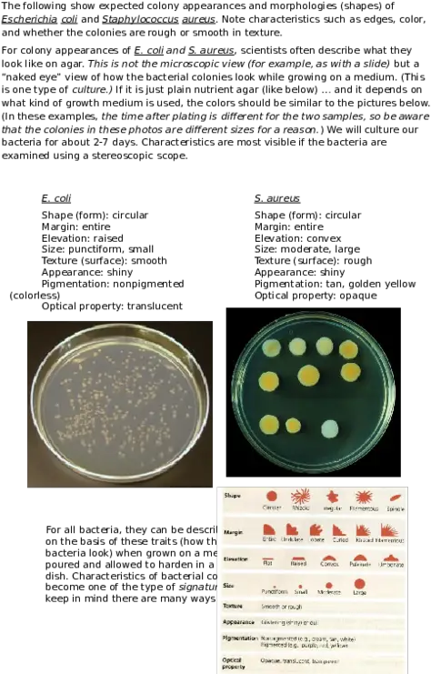 Doc Bacteria Colony Appearance Morphology Nurul Ming Dot Png Bacteria Transparent