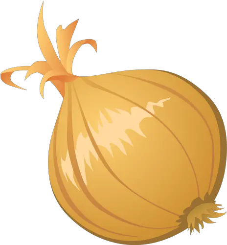 Onion Drawing Onion Png Clipart Onion Transparent Background