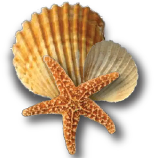 Cropped Starfish And Seashells Png Shell Png