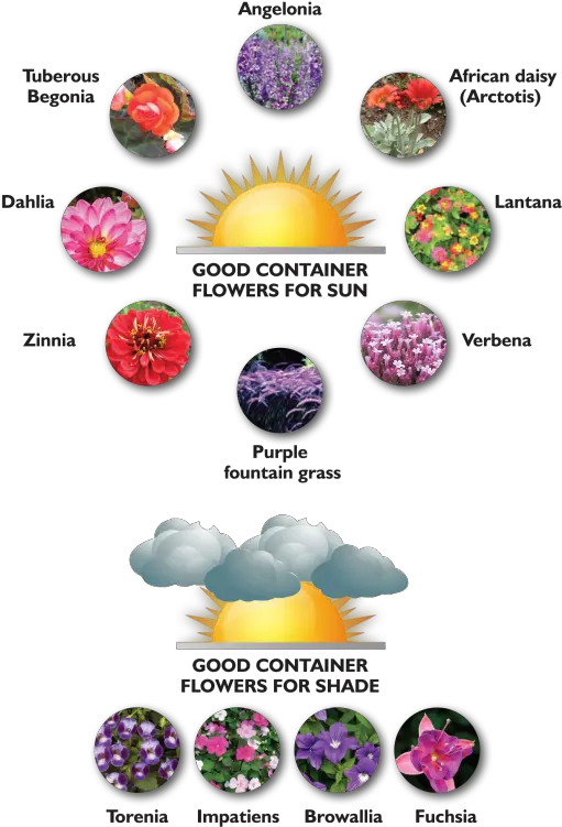 From Pots To Plants Featured Sections Tctimescom Graphics Png Fountain Grass Png