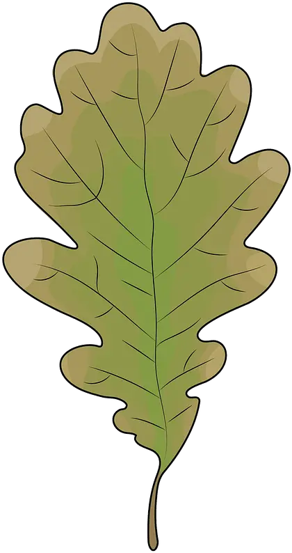 Oak Leaf Clipart Free Download Transparent Png Creazilla Hoja De Roble Animado Leaf Transparent