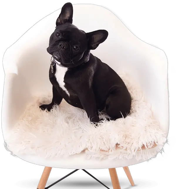 French Bulldog Png Bullington French Bulldogs French Frenchie French Bulldog Png