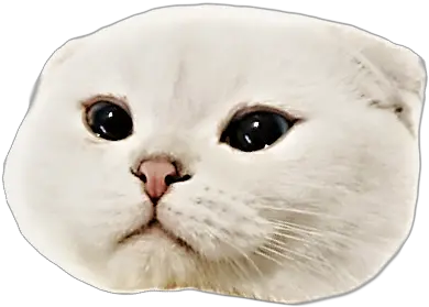 Liriknomu Iu0027m Not Good Scottish Fold Png Pogchamp Emote Png