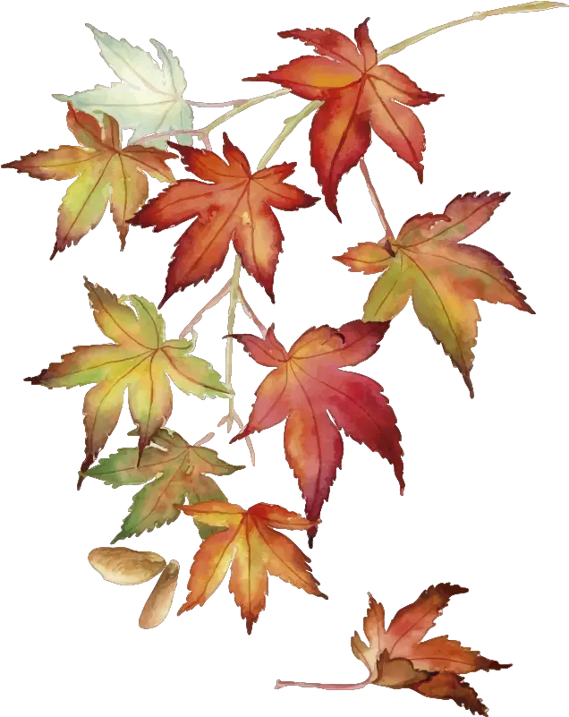 Japanese Maple Leaves Wall Sticker Tree Maple Leaves Drawing Png Japanese Maple Png