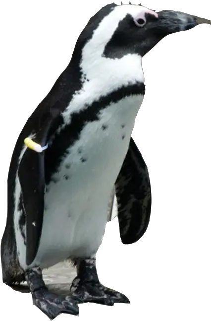 Penguin Png Download Image Arts Penguin Png Penguin Transparent Background