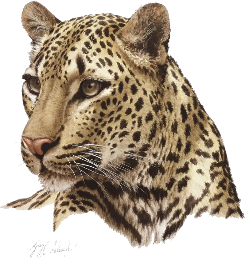 Leopard Png Transparent Free Images Animal Head