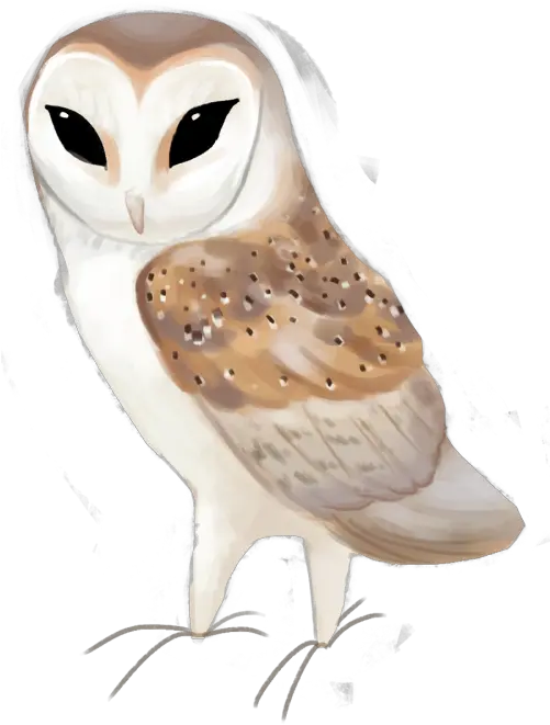 Download Western Barn Owl Tyto Alba Barn Owl Clipart Transparent Png Owl Png