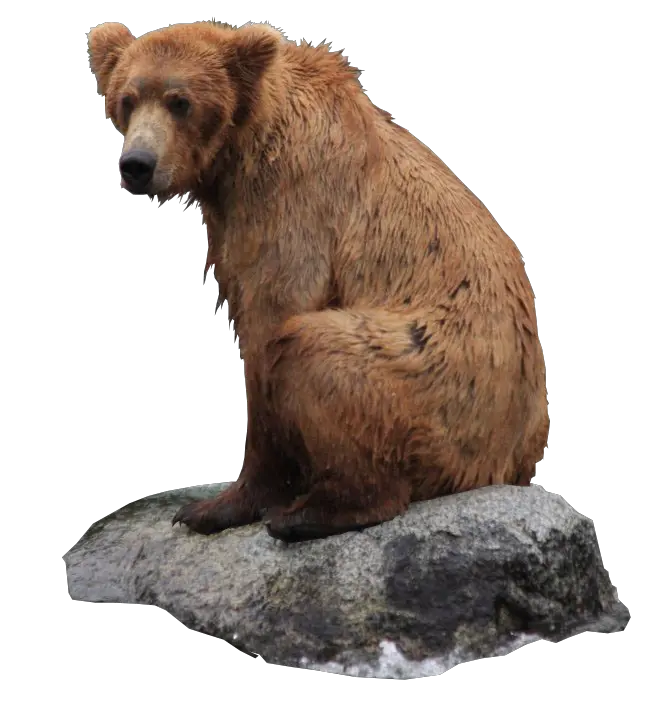 Bear Png Transparent Background Image Grizzly