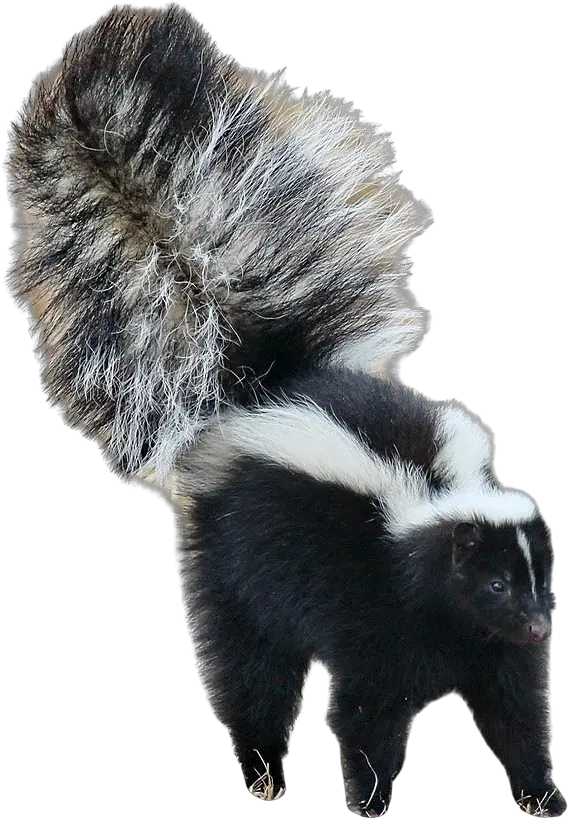 Use To Remove The Background Pygmy Spotted Skunk Weapon Png Skunk Png