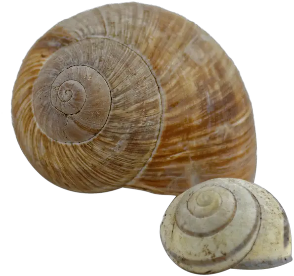 Snail Shell Free Image On Pixabay Snail Shells Transparent Png Shell Png