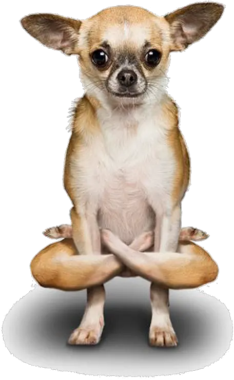 Poodle Dogs Free Png Hq Image Yoga Dog Chihuahua Png