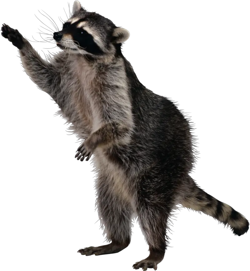 Png Background Raccoon Png Raccoon Transparent Background